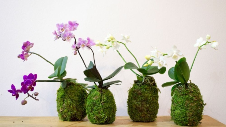 japansk dekoration orkidéer-tinker-idéer-planter-mossa-praktiska