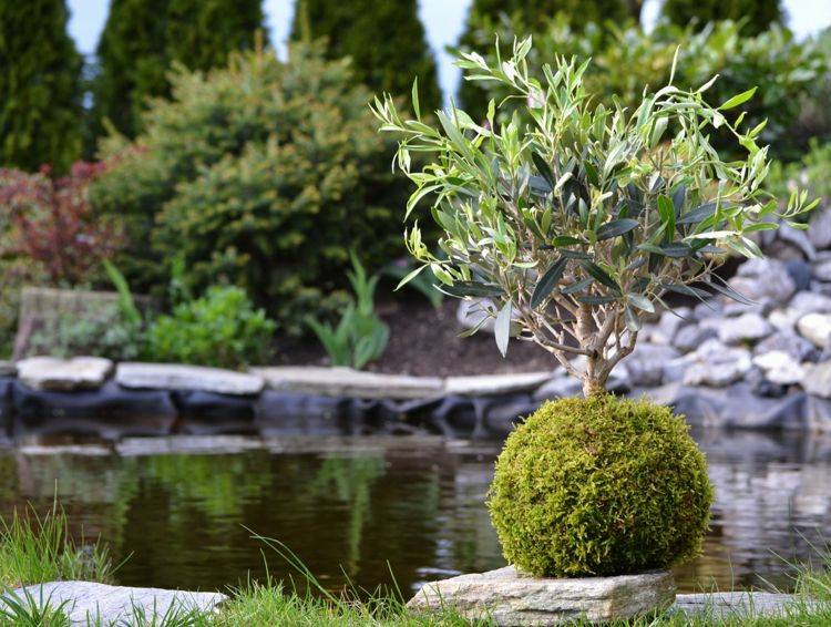 japansk dekoration olivträd-bonsai-boll-gör-det-själv-kokedama