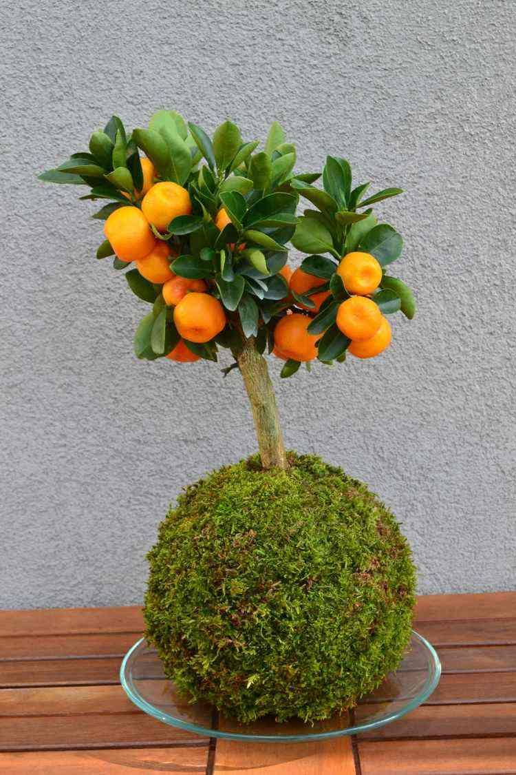 japansk dekoration kokedama-citrus-mandarin-växter