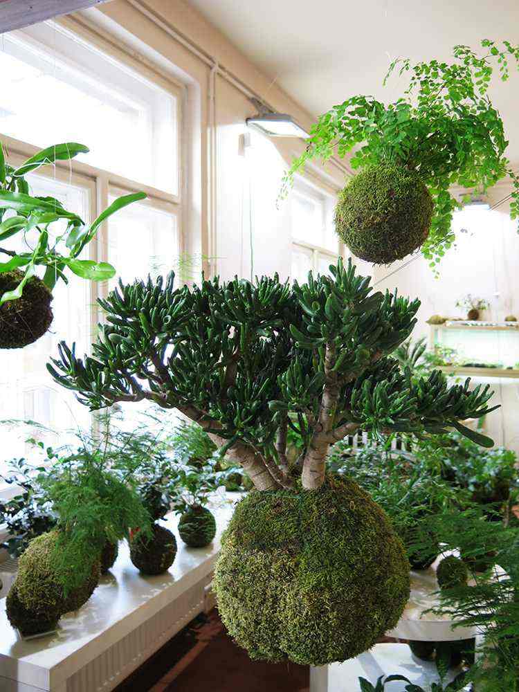 japansk-dekoration-bonsai-växter-krukväxt-inspiration-diy