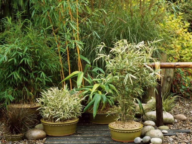 trädgård växt krukor japansk bambu stenar tropisk design