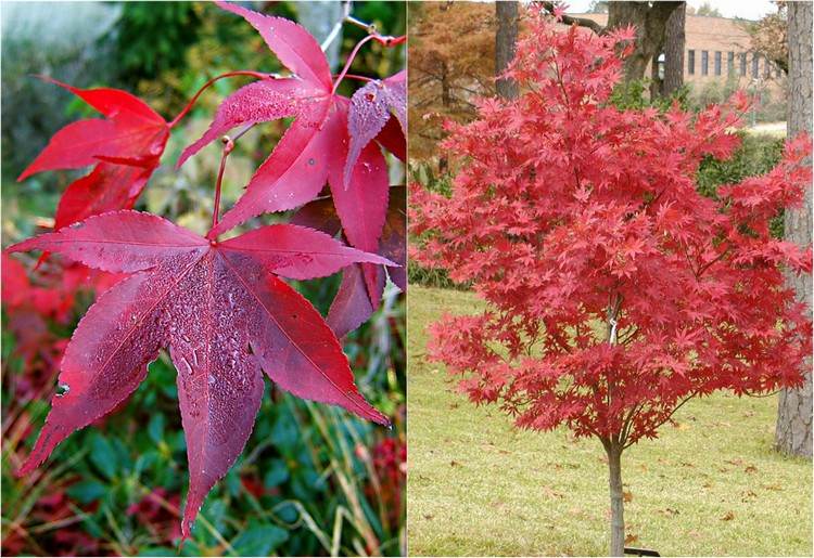 Japansk lönnart röd buske Dissectum Atropurpureum