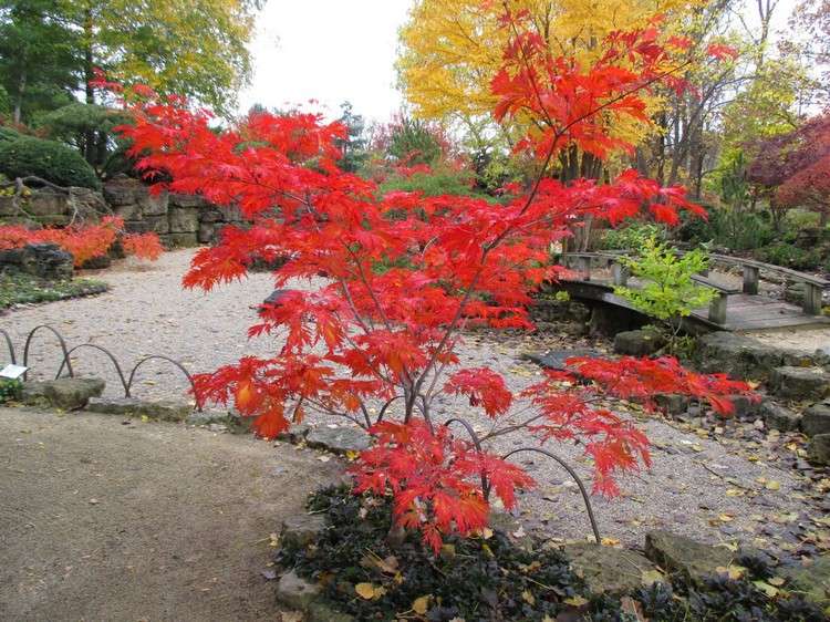 japansk lönn röd lönn Grön Cascade acer japonicum