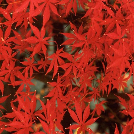 japanska lönnarter röd sycamore lönn Sumi Nagashi