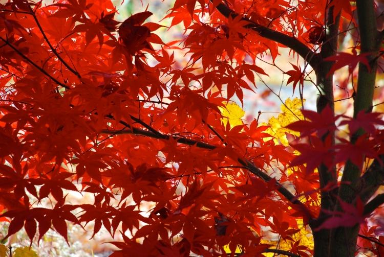 Japanska lönnarter-röda blad-höst-vård-tips
