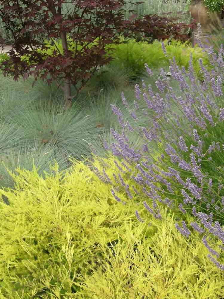 japansk-lönn-trädgård-idéer-prydnads-gräs-buske-lavendel