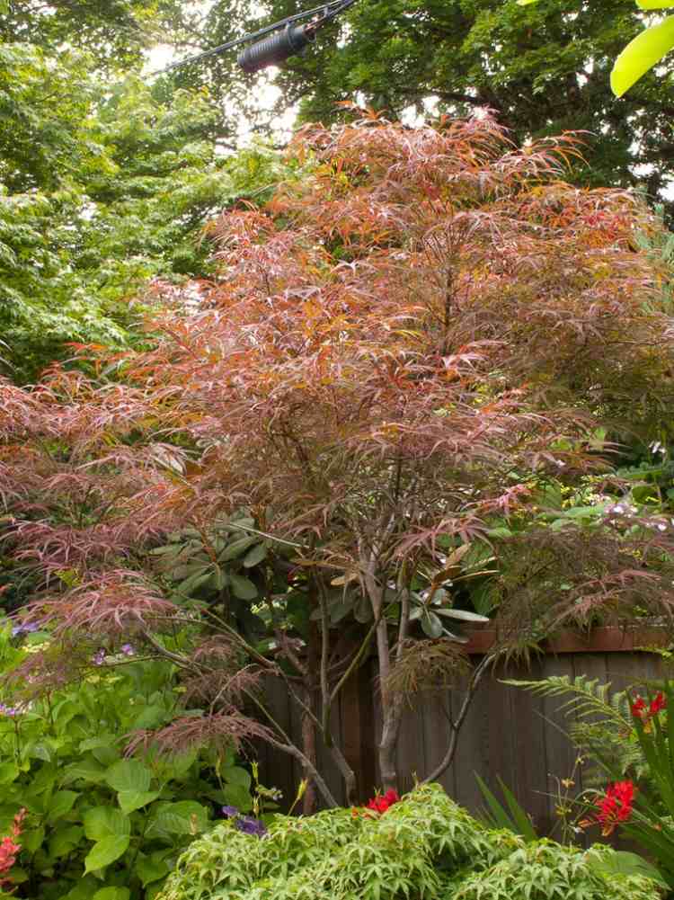 japansk-lönn-träd-röd-brun-lövverk-trädgård