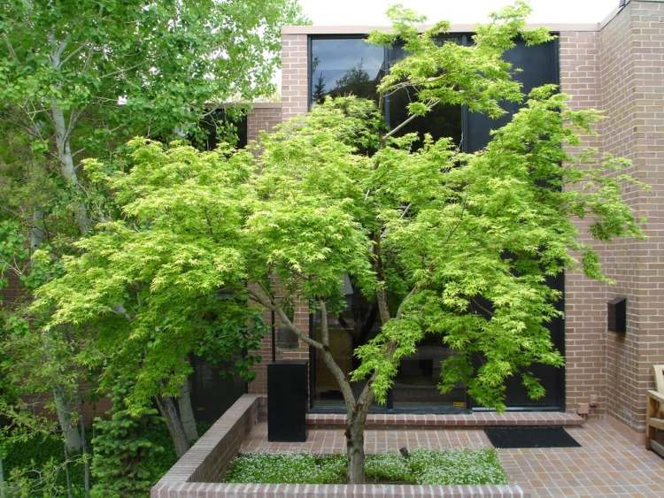 grön-japansk-lönn-träd-mark-lock-vit-blommande