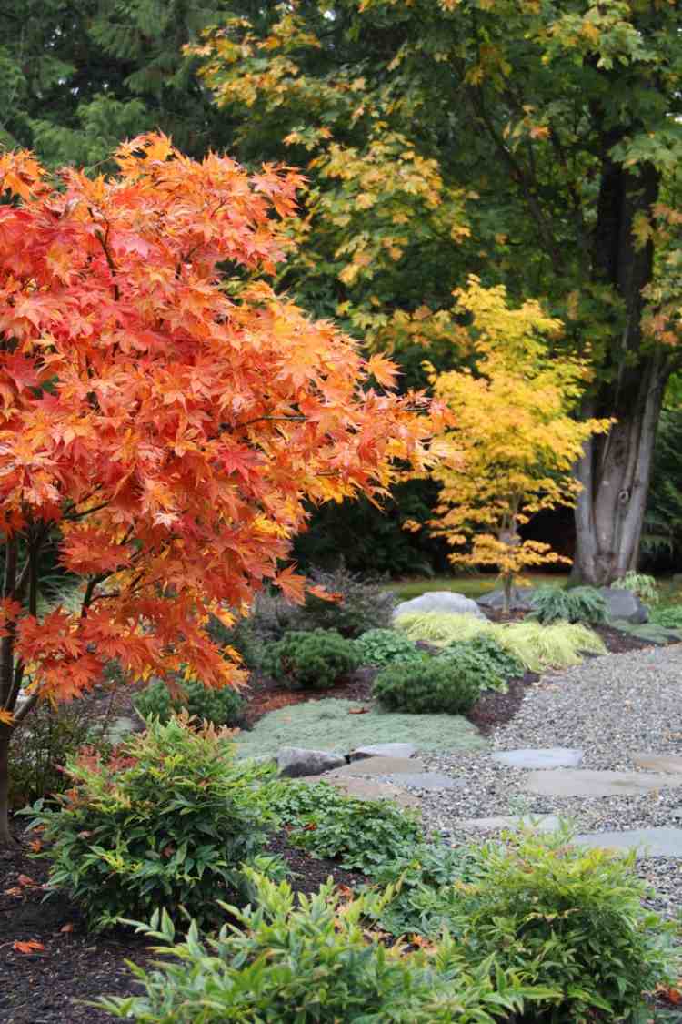 orange-gul-färgade-japanska-lönn-träd-buske-gräs