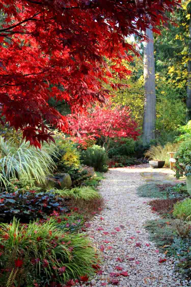 rödfärgad-japansk-lönn-trädgård-grus-gångväg-grönt-prydnadsgräs