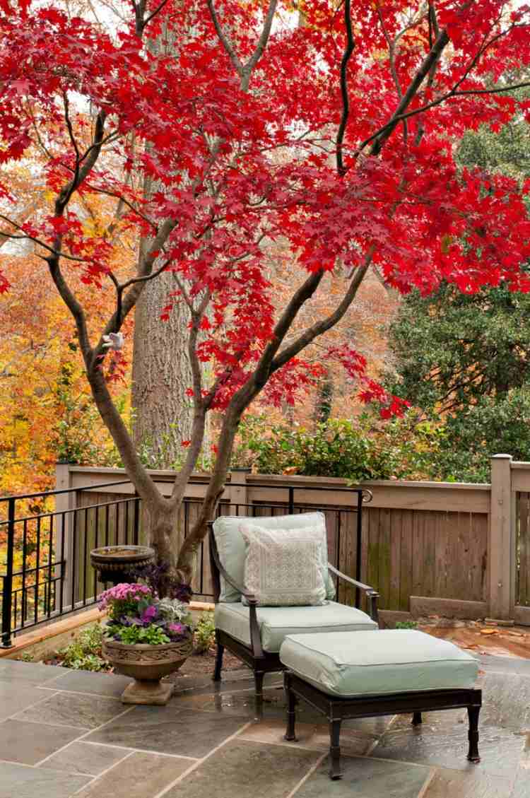 rödfärgad-japansk-lönn-träd-blickfång-terrass-fåtölj-pall
