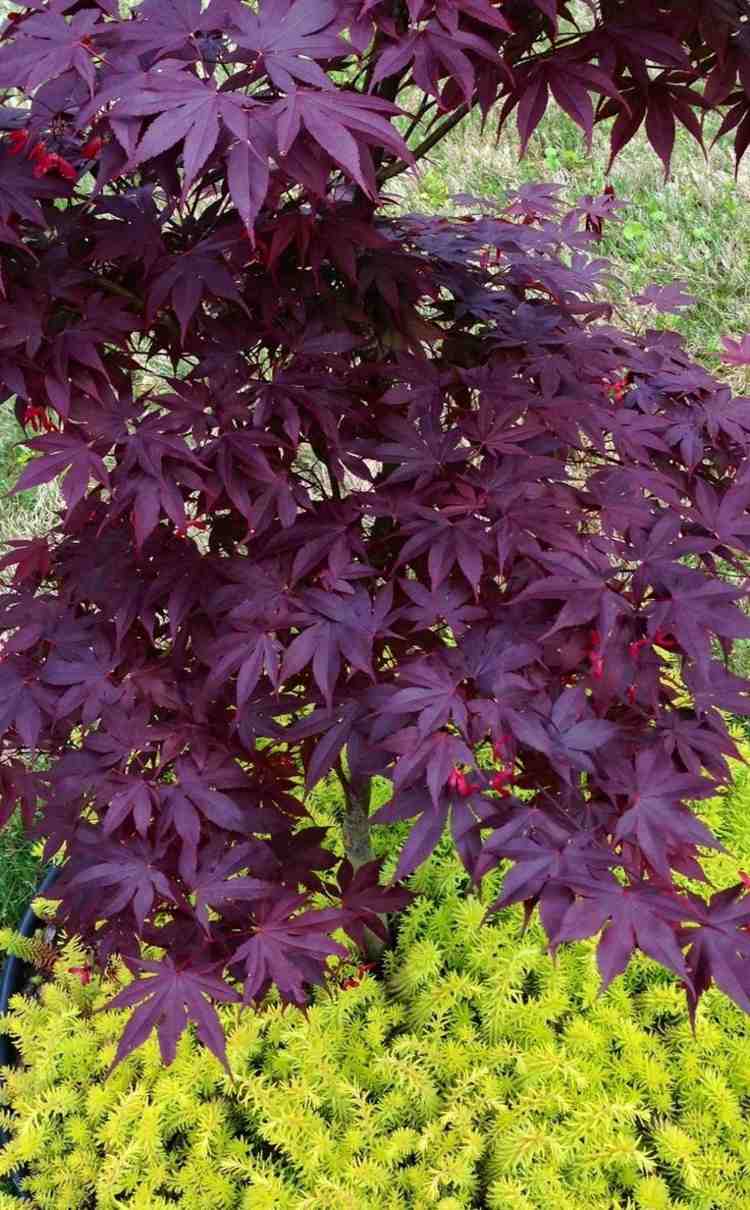 japansk lönn i trädgården lila-attraktiv-lek med färger-succulenter