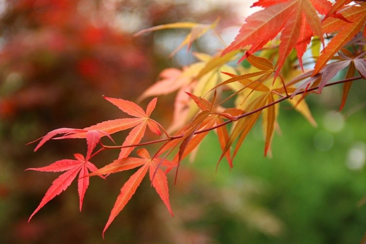 japansk-lönn-trädgård-romantisk-ombre-varma nyanser