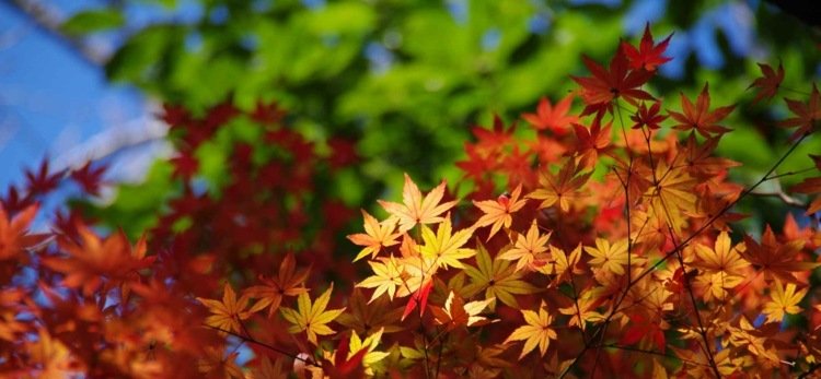 japansk-lönn-trädgård-saiho-guld-apelsin-små-blad-bonsai