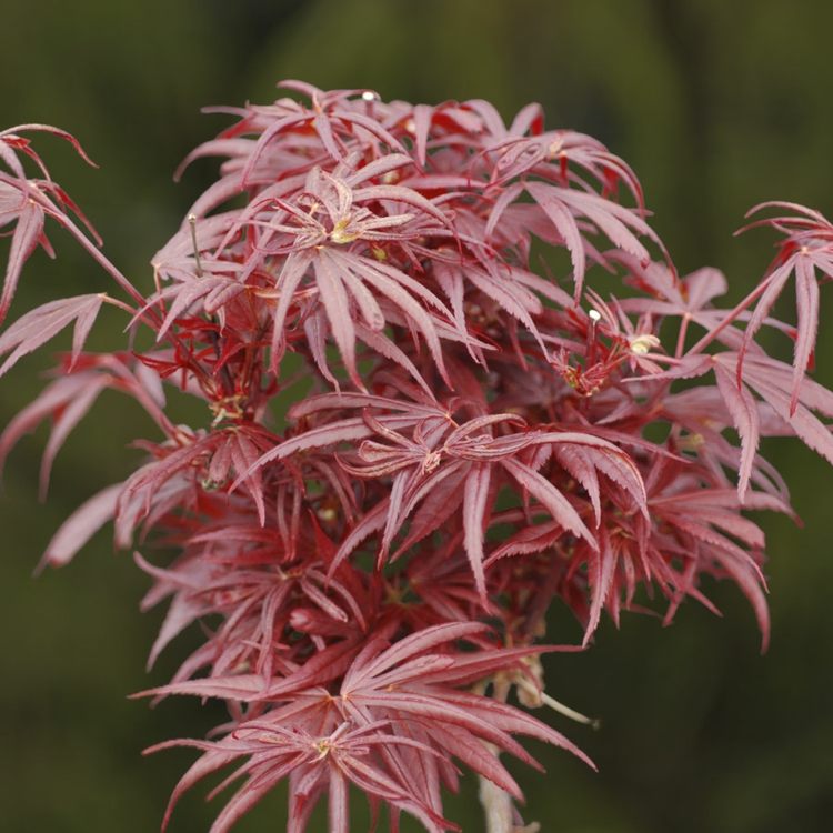 japansk-lönn-trädgård-kurenai-jishi-röd-svart-blad-färg