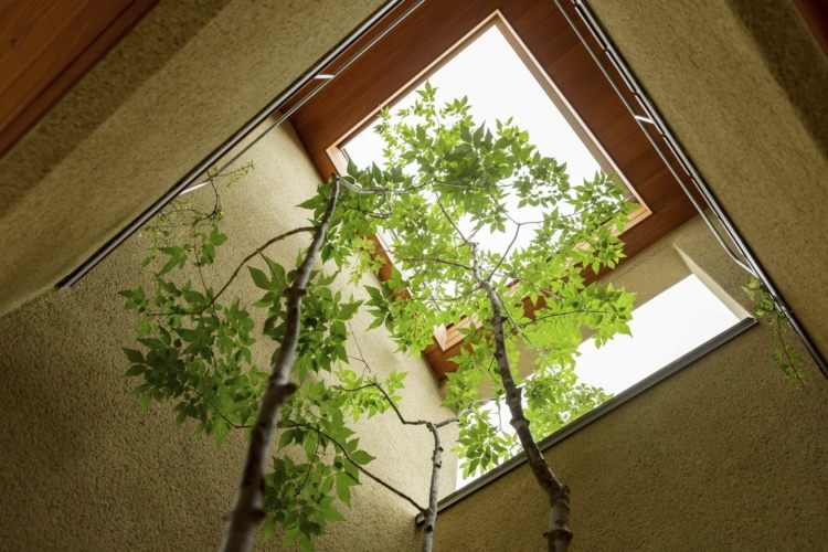 takfönster japansk arkitektur träd interiör