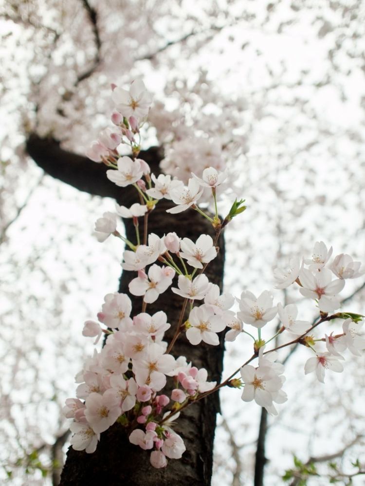 Japansk-trädgård-design-idéer-sakura-körsbär-blekrosa-öm