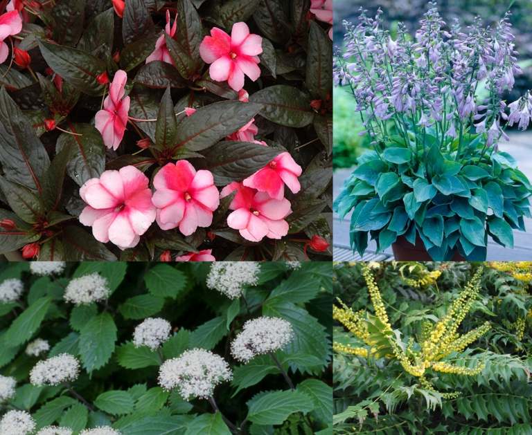 japansk trädgårdsplanteringsplan södra delar blommor perenner kombinerar