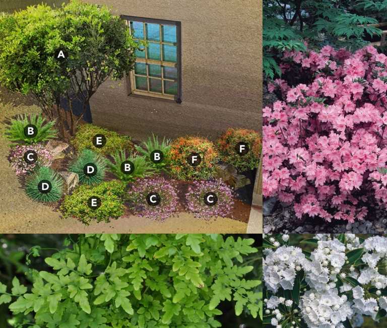 japansk trädgårdsplanteringsplan öken torra växter väljer rock garden