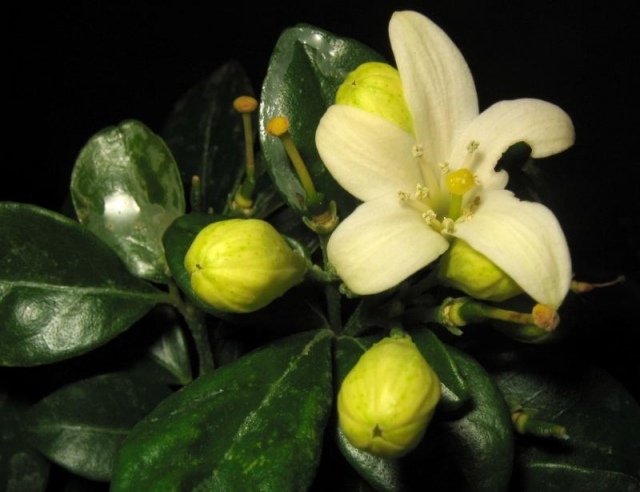 jasmin-gul-vit-knopp-blad-stäng