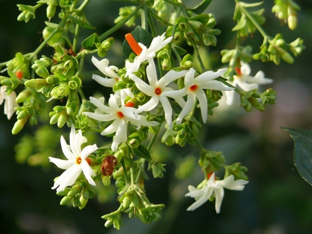 korall-jasmin-sort-vackra-blommor-apelsin