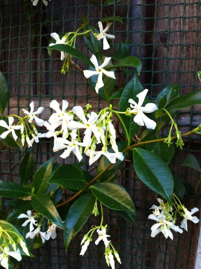 stjärna-hemma-växande-blommor-kruka-jasmin