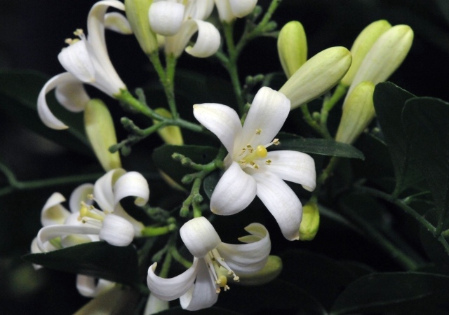 apelsin-jasmin-de-aromatiska-blommakungarna