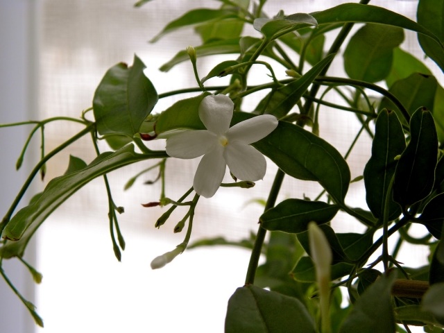 jasmin-krans-kruka-blommor-rund-nära-bild