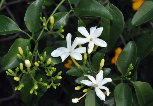 jasmin-azore-sort-små-blommor-bild