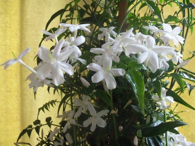 jasmin-blommor-kruka-hem-växter-bild