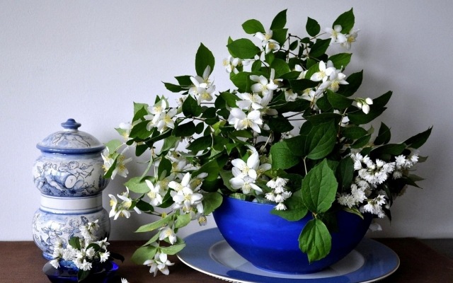 vacker-jasmin-blomkruka-odling-hemma