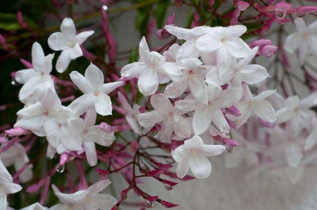 Jasminum-polyanthum-vit-vackra-blommor-bild