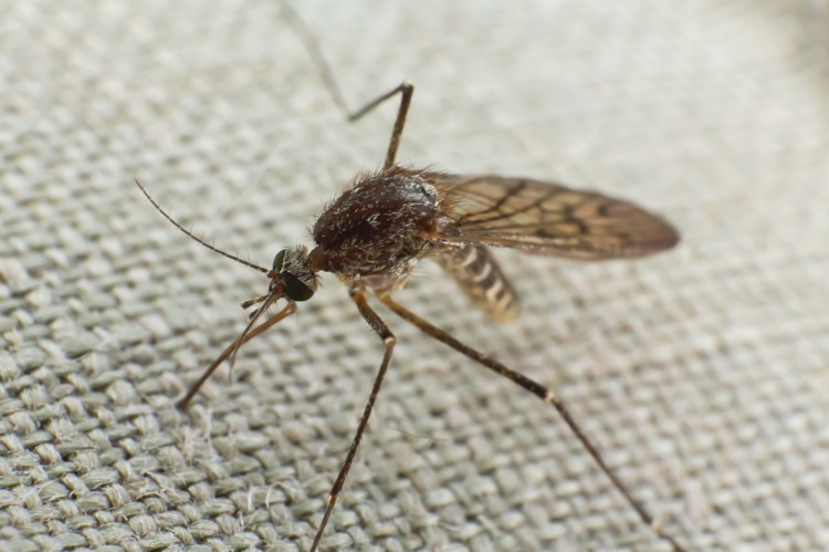 Behandla myggbett med eteriska oljor som huskurer för barn och vuxna