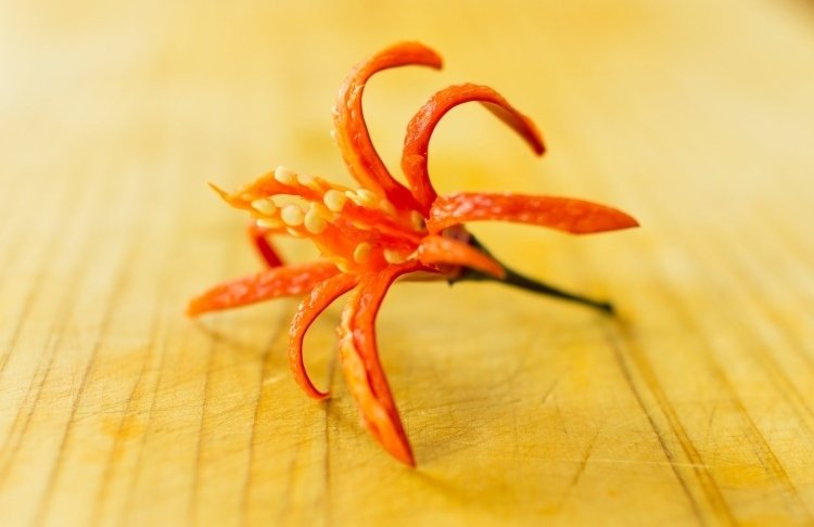 Garnera kalla tallrikar -tomat-chili-blomma-röd-vackert-dekorera