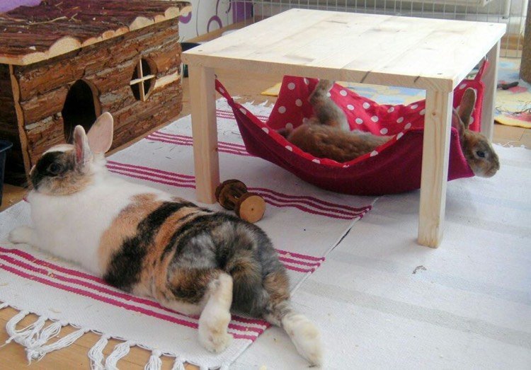 kaninhölje-möbler-hängmatta-matta-trähus