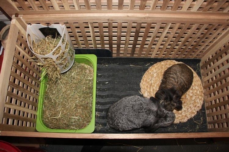 kaninhölje-2-kanin-rotting-bordstabell-ikea-halm