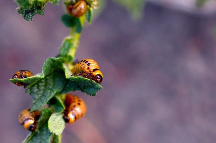 Colorado skalbaggar larver känner igen och kämpar med biomedel
