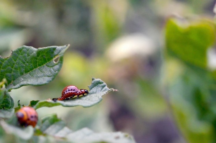 Hur man bekämpar Colorado -skalbaggar naturligt Tips för att upptäcka angrepp