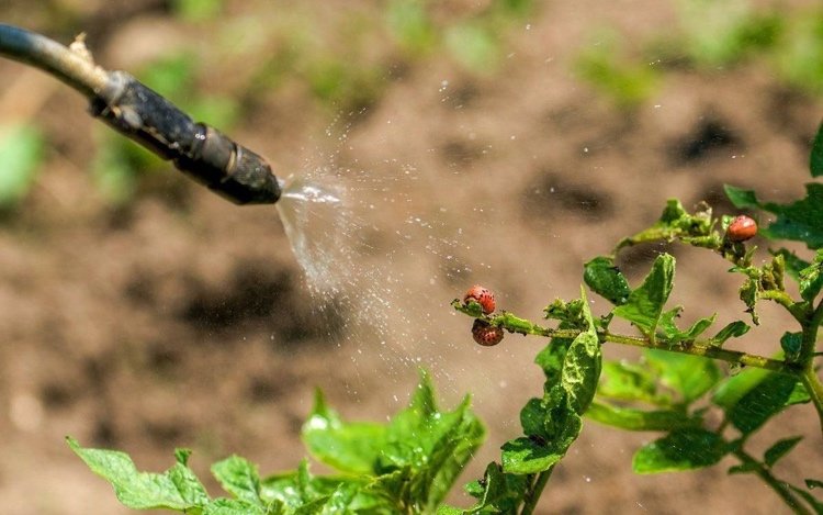 Använda neemolja som ett husmedel för Colorado potatisbaggar Tips