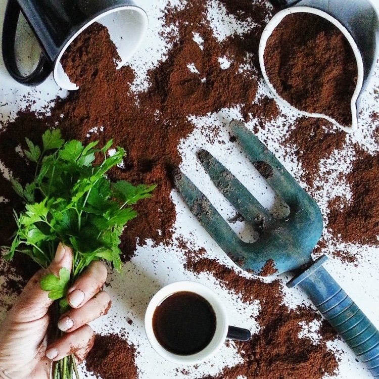 Förhindra Colorado potatisbaggar med kaffesump Recept tips