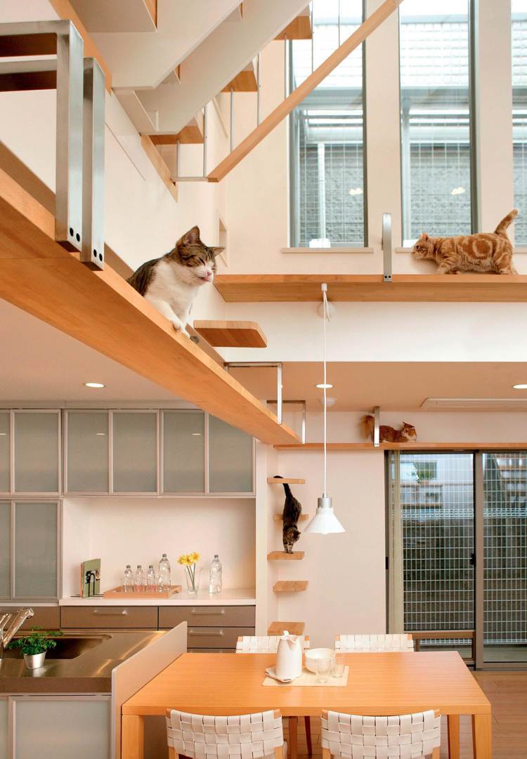 catwalk katter klättervägg modernt hus högt i tak