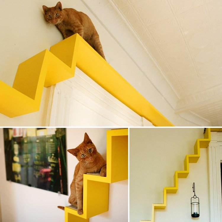 katter klättrar vägg idéer trappor över dörren
