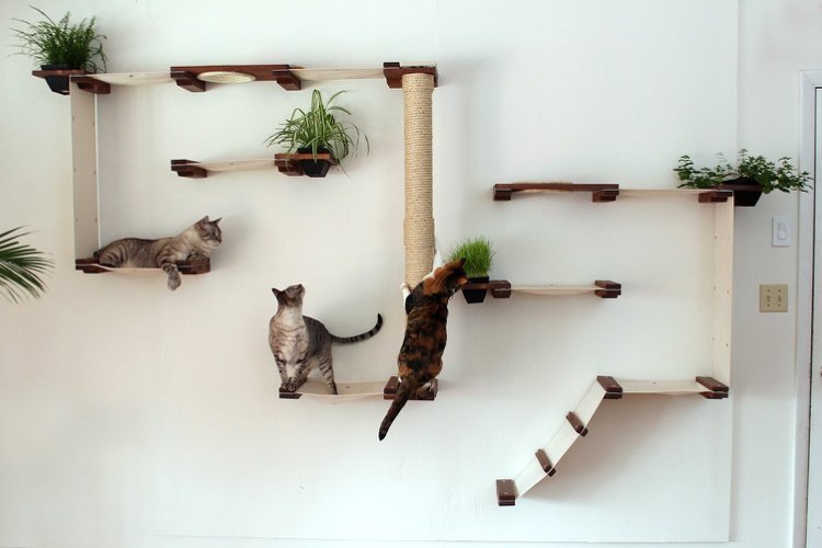 Katter klättrar landskap med integrerade krukväxter
