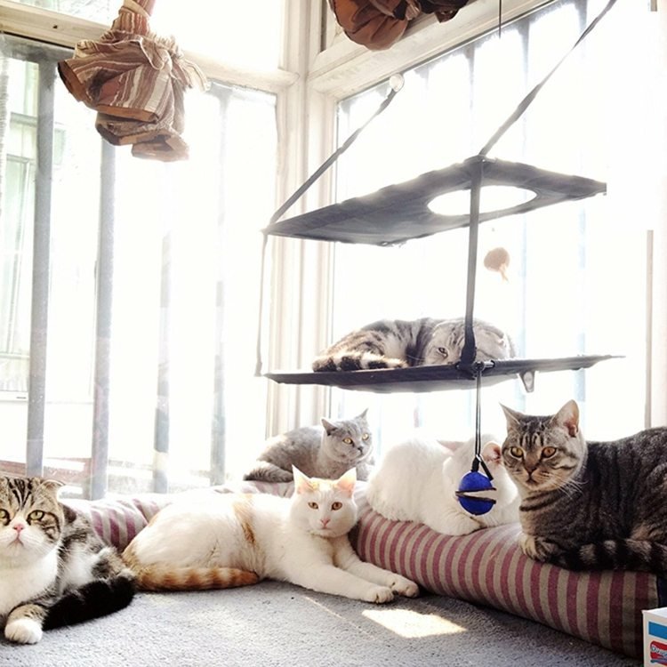 kattmöbler hängmatta-fönster-sol-sömn-komfort-husdjur