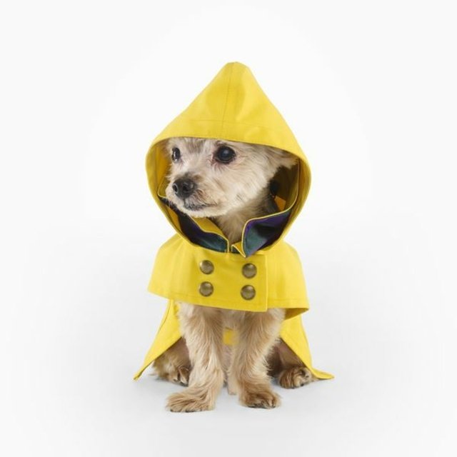 gul färg små hundar underbara kläder idéer
