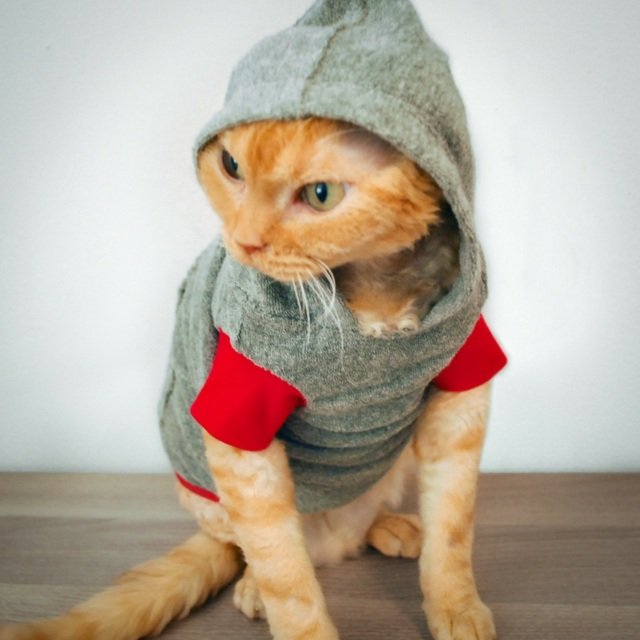 Djurbilder kattkläder hoodie