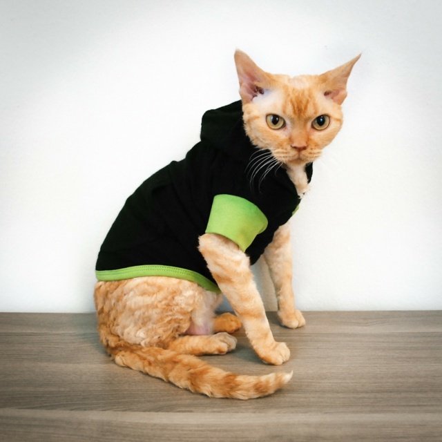 Tröja med kattkläder håller dig varm vinter