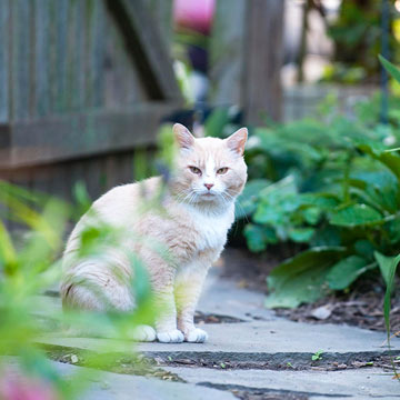 håll katter borta från trädgårdsidén tips