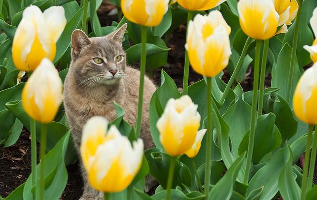 katter trädgård skjuta upp tulpaner