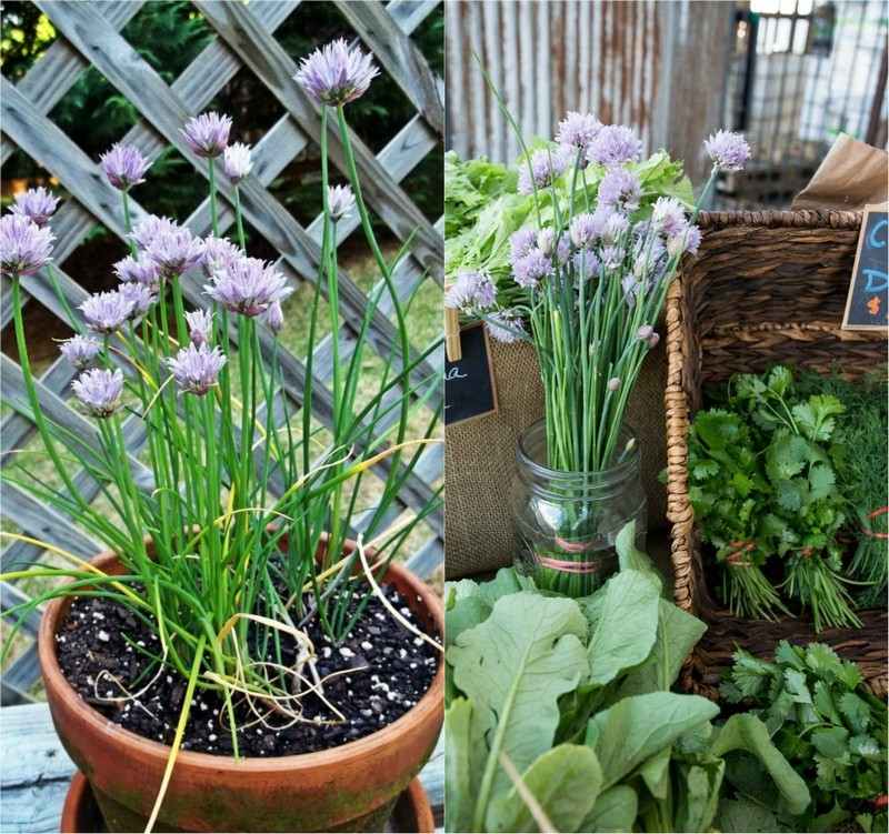 kök-örtträdgård-dekorera-gräslök-bukett-lila-blommor